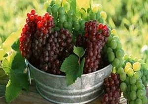 بیش از ۹۰۰ تن انگور یاقوتی در شهرستان گیلانغرب برداشت خواهد شد