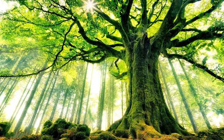 درختان محافظان آیندگان اند درختان محافظان آیندگان اند