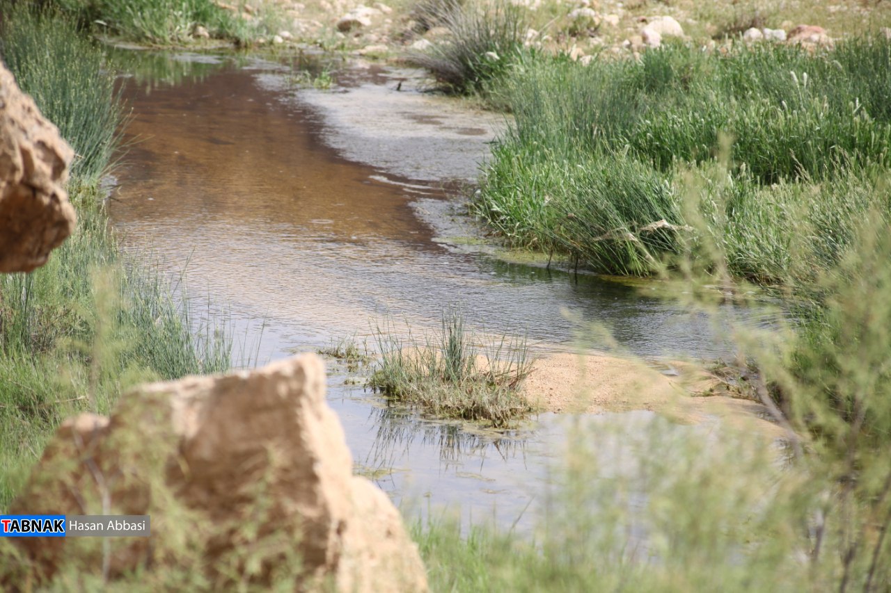 تاکدار تاکدار