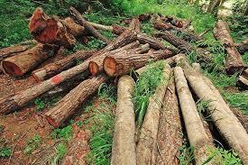 شناسایی ۱۴ مورد تخلف در رابطه با قطع و کت&zwnj;زنی درختان جنگلی در ثلاث باباجانی