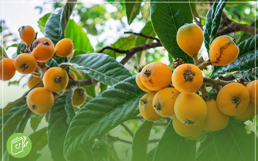 درخت ازگیل در چه مناطقی رشد میکند؟ درخت ازگیل در چه مناطقی رشد میکند؟