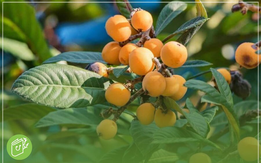 درخت ازگیل در چه مناطقی رشد میکند؟ درخت ازگیل در چه مناطقی رشد میکند؟