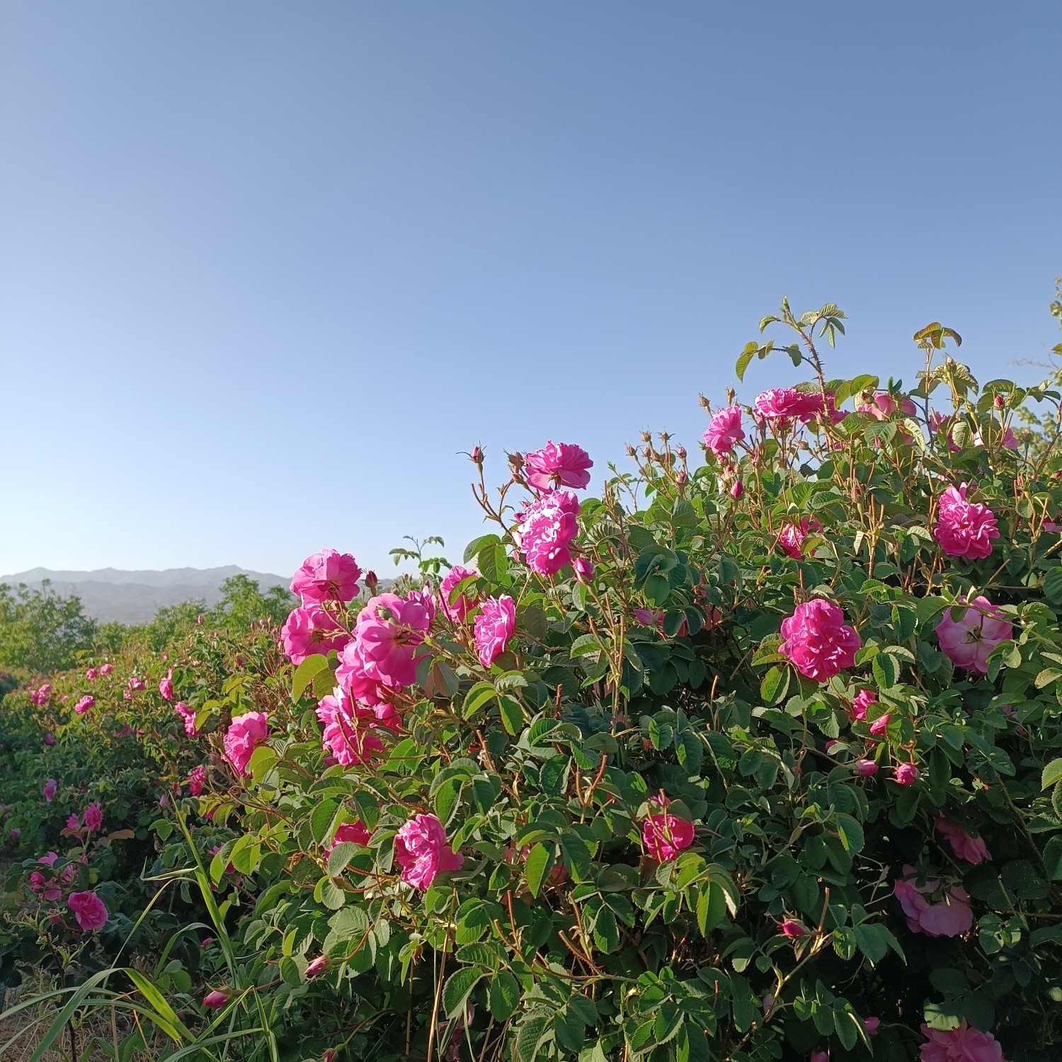 خنکترین منطقه کرمان با شهرت جهانی در عطر و طعم گلاب/لالهزار نامزد شایسته خنکترین منطقه کرمان با شهرت جهانی در عطر و طعم گلاب/لالهزار نامزد شایسته