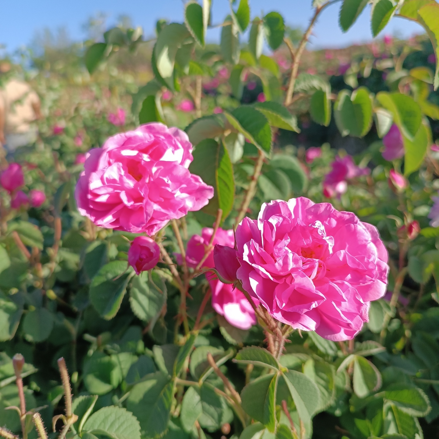 خنکترین منطقه کرمان با شهرت جهانی در عطر و طعم گلاب/لالهزار نامزد شایسته خنکترین منطقه کرمان با شهرت جهانی در عطر و طعم گلاب/لالهزار نامزد شایسته