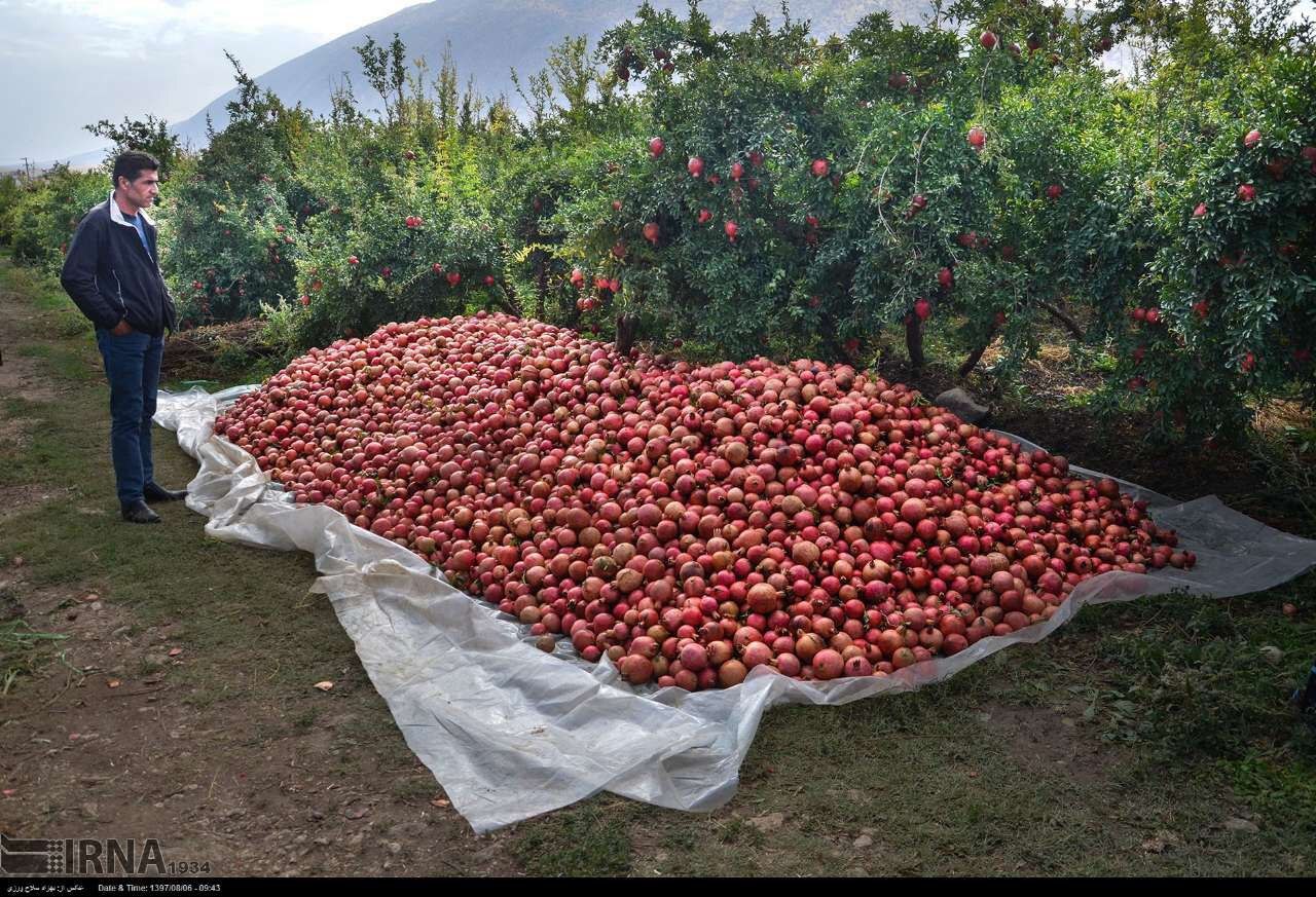 قدمت ۱۸۰۰ ساله کشت انار در لرستان؛ &laquo;زیرتنگ سیاب&raquo;، بزرگ&zwnj;ترین انارستان ایران